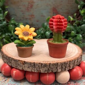 Fairy Garden Mini Sunflower Plant & Red Moon Cactus Plant